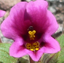 20080403MONKEYFC.JPG, 38 kB