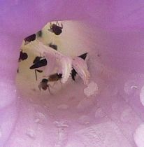 MORNGPOLLEN.JPG, 6 kB