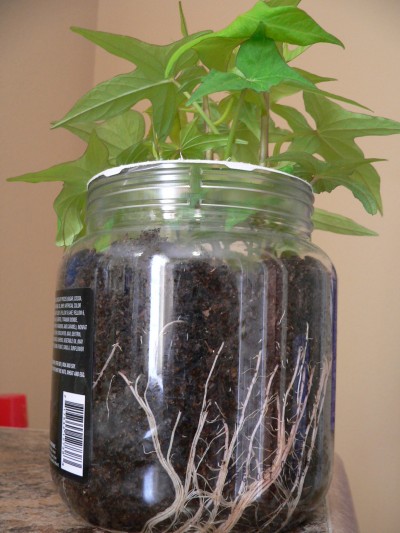 SweetPot-Pot.jpg, 57kB