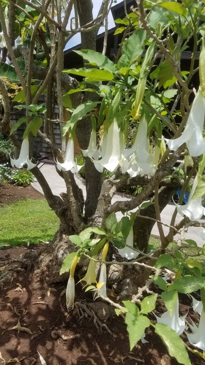 AngelsTrump20180716_145641.jpg, 102kB