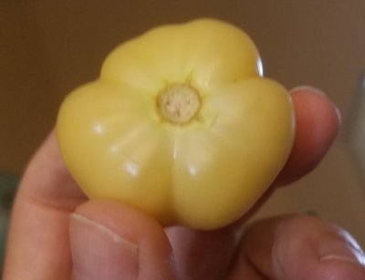 20190713_11Tomat.jpg, 11kB