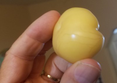 20190713_Tomatillo.jpg, 11kB