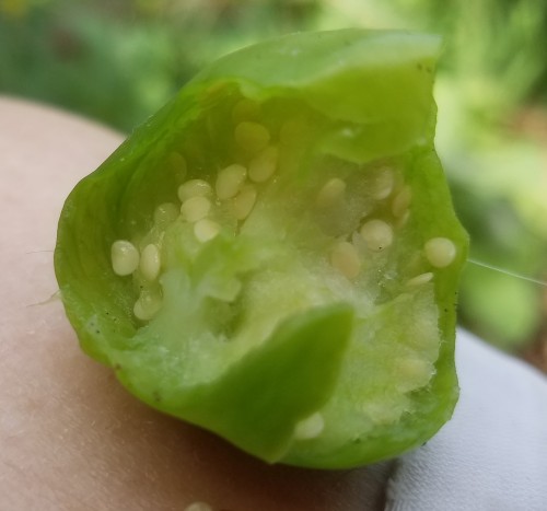 Tomat-Seeds.jpg, 33kB