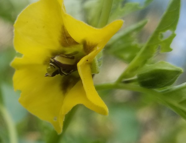 Tomati-Flower.jpg, 38kB