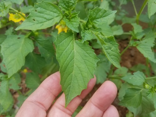 Tomatill-Leaves.jpg, 45kB