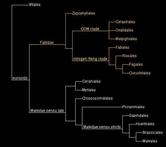 Map-Fabidae.gif, 5.7kB
