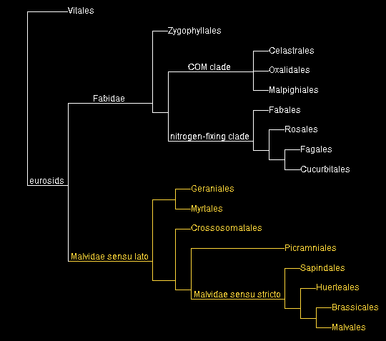 Map-Malvidae.gif, 5.7kB
