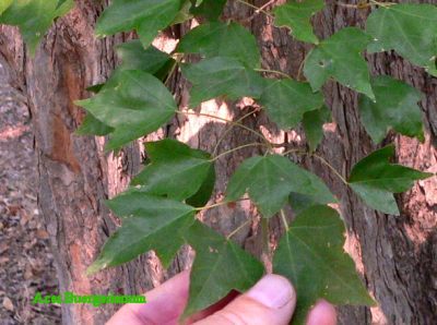 TRIDENTMAPLE.JPG, 31 kB