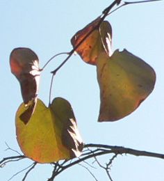BuckeyeLeaf091107.jpg, 10 kB