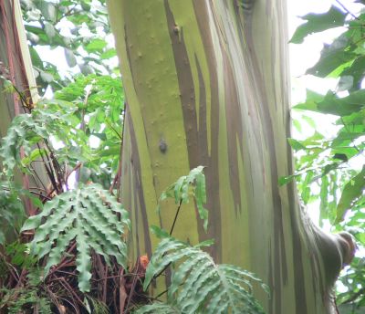 Eucalytus2011MarMaui.jpg, 34 kB