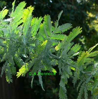 ACACIA3.JPG, 42 kB