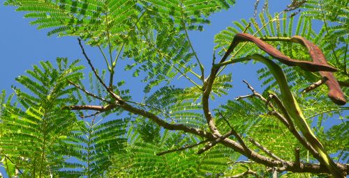 KoaPlantation2011Feb.jpg, 47 kB