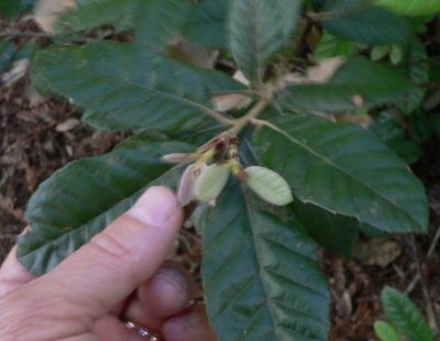 TanBarkOak.jpg, 19 kB