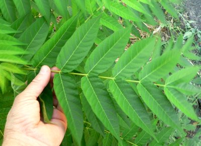 YOUNG BLACK WALNUT TREE