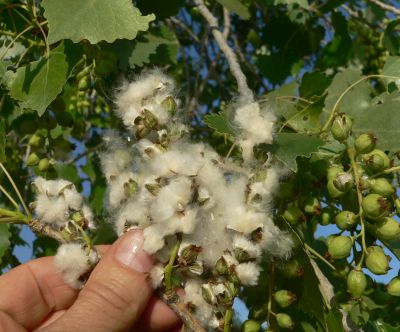 20070415CottonWoodP1110209.jpg, 32 kB