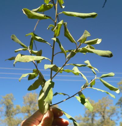 CoffeeBerry0911.jpg, 29 kB