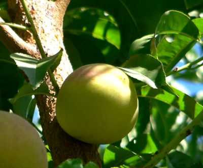 PEACH080824.JPG, 26 kB