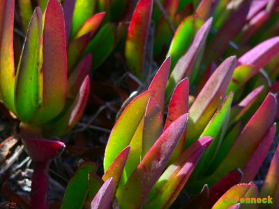 ICE20070920.JPG, 28 kB