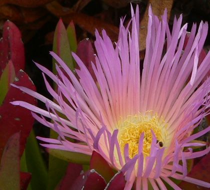 IcePlant2010Aug19.jpg, 31 kB