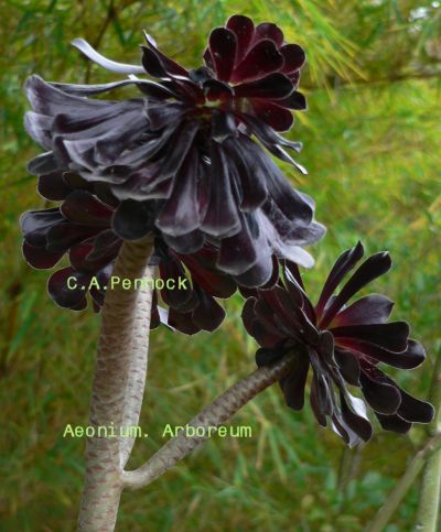 Aeonium2009Dec.jpg, 38 kB