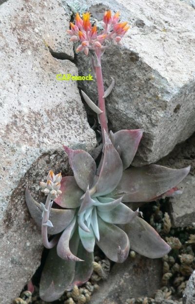 DUDLEYA20080403.JPG, 215 kB