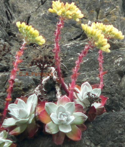 DudleaYelFtBrag.JPG, 46 kB