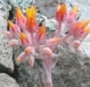ICONDUDLEYA.JPG, 10 kB