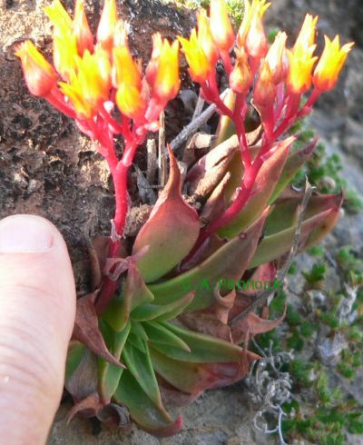 ROCKF2009MAY07.JPG, 46 kB