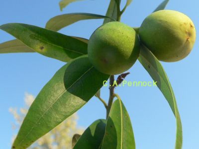 BayLaurelFruit.jpg, 16 kB