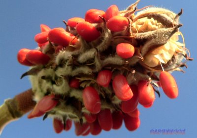 FRUITRED20071129.JPG, 23 kB