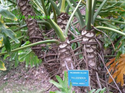 Philod2009DEC.jpg, 38 kB