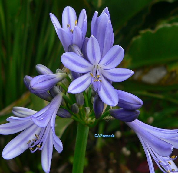 LILLYNILE.JPG, 47 kB