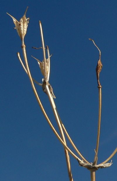 BluDick09NOV07.jpg, 21 kB