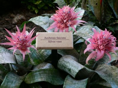 SilverVase2009DEC18Hyatt.jpg, 29 kB