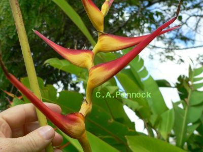 Rostrata2009DECf.jpg, 26 kB