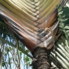 PALMTRAVLOGO.JPG, 13 kB