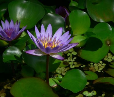 WaterLilly2.jpg, 23 kB