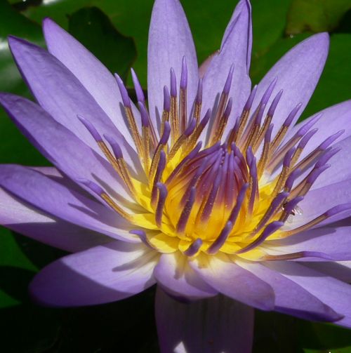 WaterLillyMaui2011Feb27.jpg, 41 kB