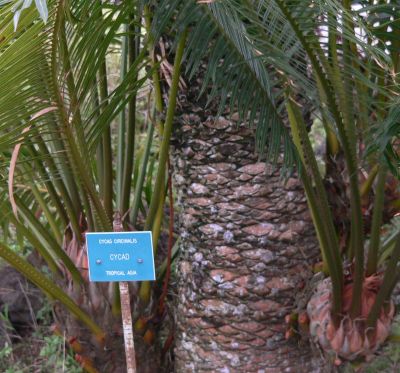 Circin2009DECsign.jpg, 40 kB