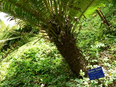 SAGO2009DEC.jpg, 51 kB