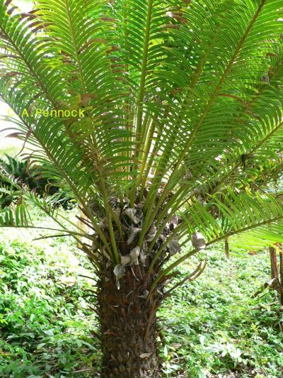 SAGO2009DEC13.jpg, 86 kB