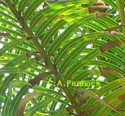 SAGOLeaves.jpg, 23 kB