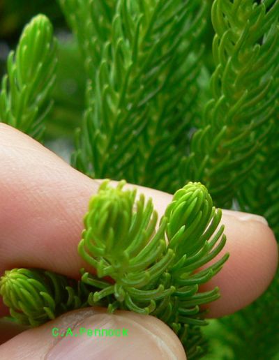 Norfolk2009DecNeedles.jpg, 32 kB