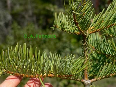 treWHTFIRNED.JPG, 29 kB