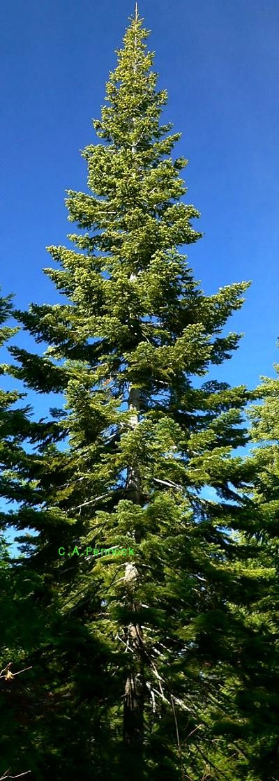 treeWHTFIRBIG.JPG, 118 kB