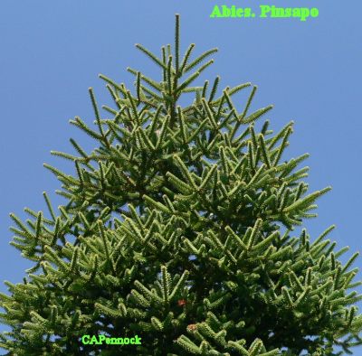 PINSAPOFULL.JPG, 43 kB