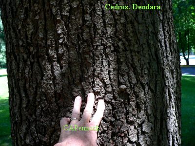 CEDARTRUNK.JPG, 39 kB
