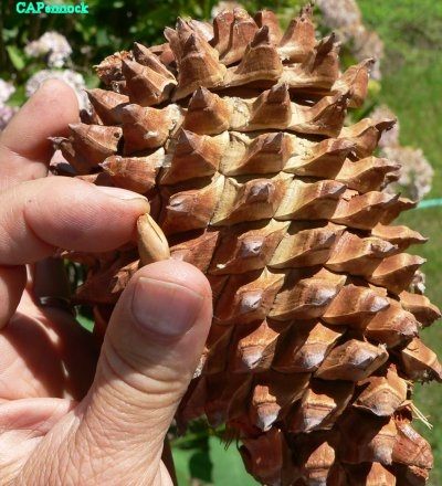 DIGPINECONE.JPG, 52 kB