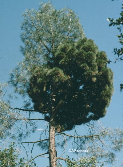 DOUBLE1992JUL.JPG, 51 kB