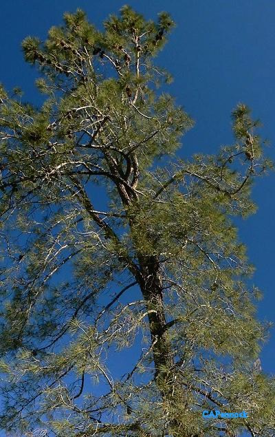 treeDIGRBIG.JPG, 79 kB